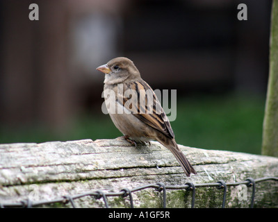 House Sparrow female perched on fence Stock Photo