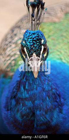 Closeup of Peacock from front Stock Photo