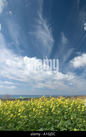 Blue sky and a field full of bright,  yellow crops Stock Photo