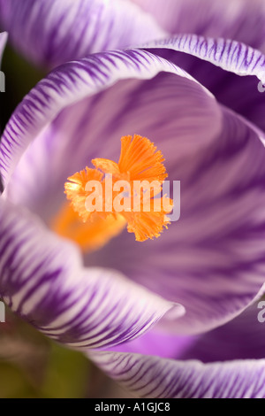 Close up of lilac and white, Harlequin, striped crocus flower head showing saffron orange stamen. Stock Photo