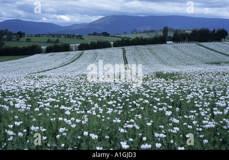 Opium poppy fields at Scottsdale, Tasmania, Australia Stock Photo