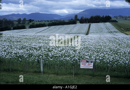 Opium poppy field at Scottsdale, Tasmania, Australia Stock Photo