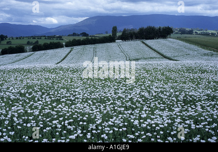 Opium poppy field at Scottsdale, Tasmania, Australia Stock Photo