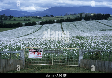 Opium poppy field at Scottsdale, Tasmania, Australia Stock Photo