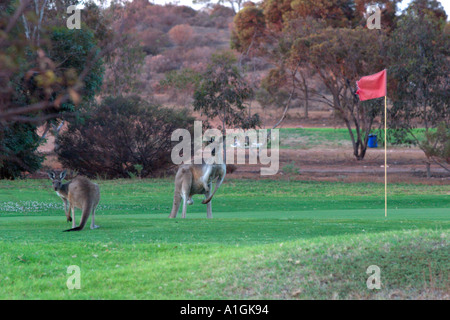 Kangaroos on the green Stock Photo