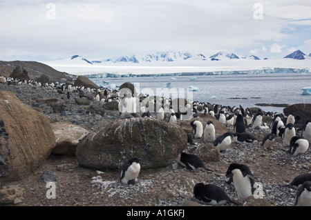 Colony of Adelie penguins on Brown Bluff Antarctica Stock Photo