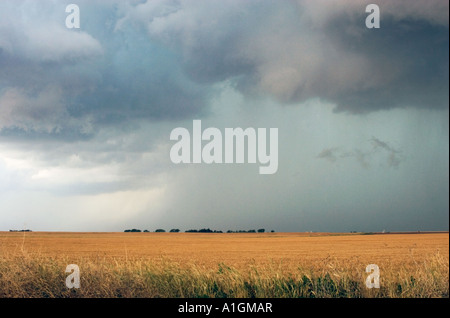 Thunderheads over grain field Nebraska USA Stock Photo