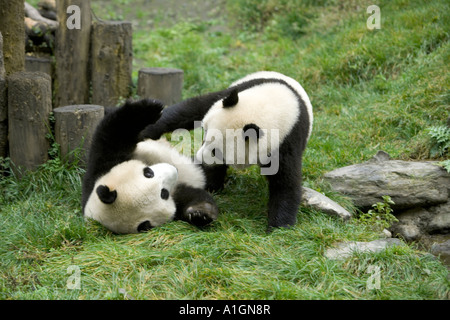 Giant panda juveniles communicating  in play area, Wolong Nature Reserve, China Stock Photo