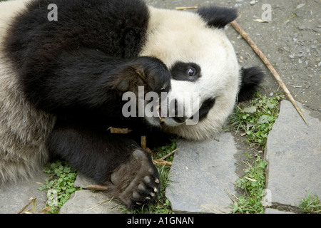 Giant Panda  chewing on bamboo stalk, Wolong Nature Reserve, China Stock Photo