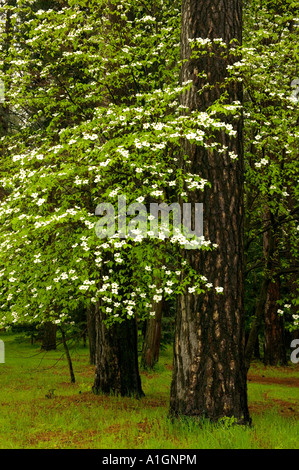 White Dogwood tree flowering, California Stock Photo
