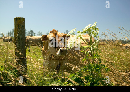 Jersey dairy cow checking out cow parsnip plant by barbed wire fence. Stock Photo