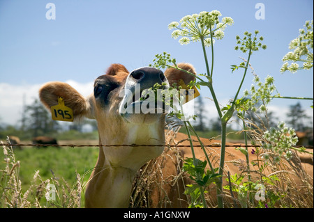 Jersey dairy cow checking out cow parsnip plant by barb wire fence, California Stock Photo