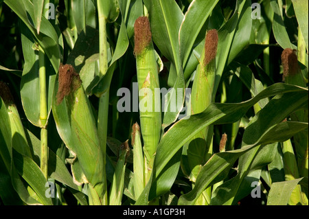 Corn growing in field, shows ears on corn stalk. Stock Photo