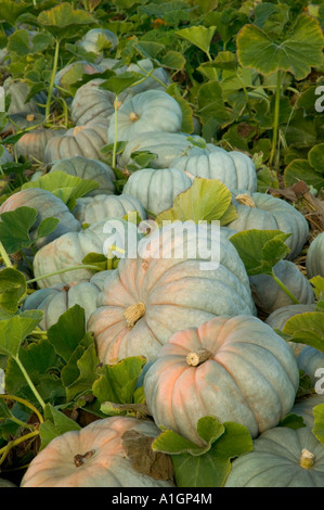 'Jarrahdale' squash harvested in field, California Stock Photo