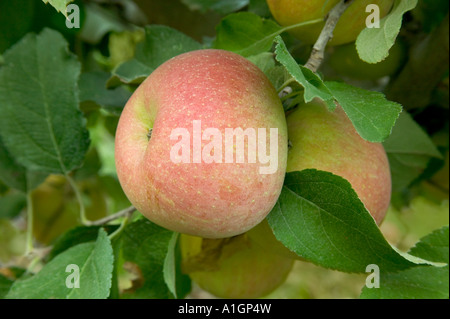 Apple 'Fuji'  foliage, branch Stock Photo