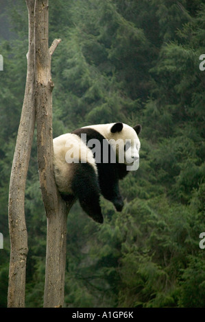 Giant Ppanda resting on tree, Wlong Nature Reserve, China Stock Photo