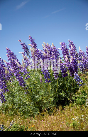 Lupins flowering in meadow, California Stock Photo