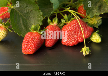 Strawberries growing in soil, with plastic mulch, California Stock