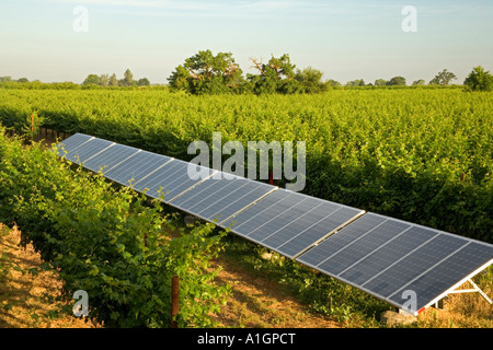 Solar panels operating in vineyard, California Stock Photo