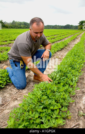 Farmer inspect peanut crop growing in field, Stock Photo
