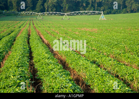 Peanut field, no till field, Georgia. Stock Photo