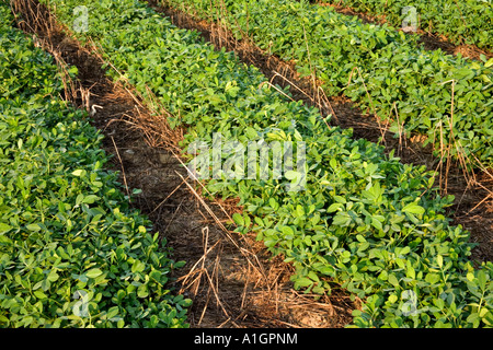 Rows of Peanut plants growing in 'no till' dirty field, Georgia Stock Photo