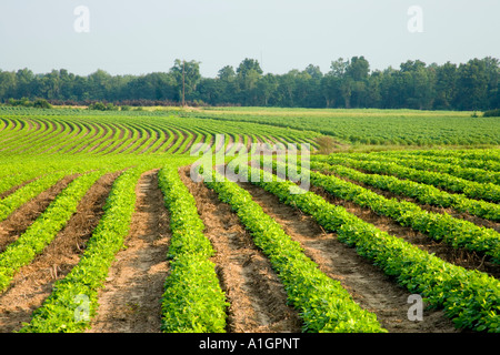 Peanut field, no till,  contour farming. Stock Photo