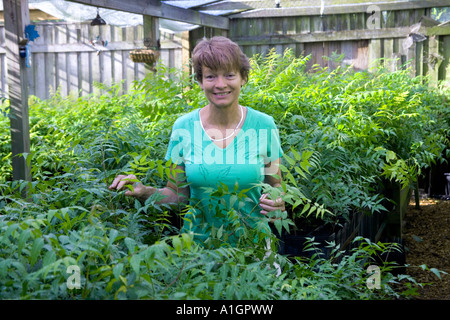 Grower in greenhouse,  Neem seedlings,  Florida Stock Photo