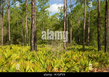 Regenerated Slash Pine forest, Saw Palmetto, controlled burn, Florida Stock Photo