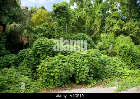 Kudzu vine overtaking trees and bushes, Florida Stock Photo