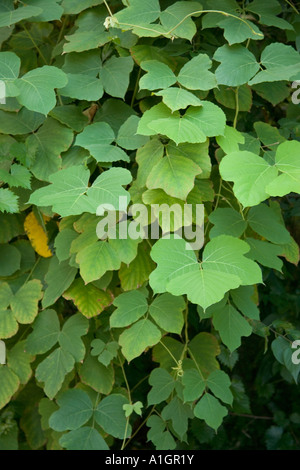 Leaves of the Kudzu vine, Florida Stock Photo