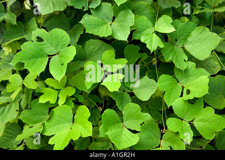 Leaves of the Kudzu vine, Georgia Stock Photo