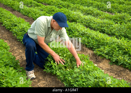 Farmer inspecting peanut crop. Stock Photo