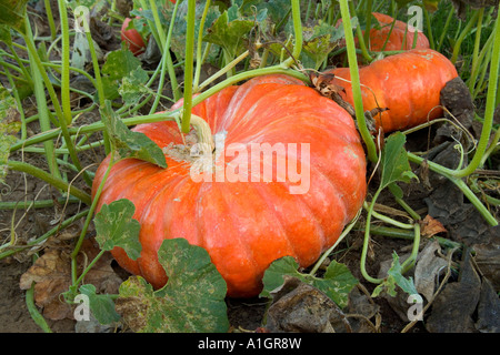Mature Pumpkins  'Rouge Vif d Etampes'  in field. Stock Photo