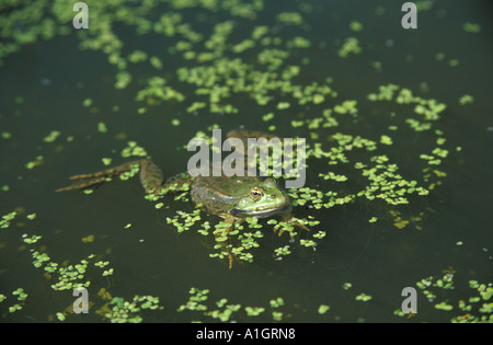 Common Frog in pond  (Rana temporaria)