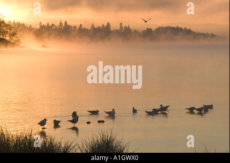 a flock of black Headed Gulls on lake windermere on a frosty, dawn Stock Photo
