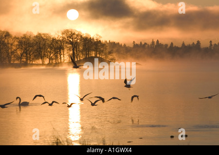 a flock of black Headed Gulls fly over lake windermere on a frosty, dawn Stock Photo