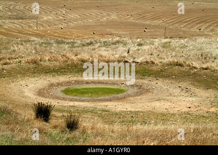 Water hole drying out. Wheatlands in the Overberg on the garden route near Caledon western Cape South Africa RSA Stock Photo