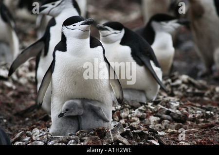 Long Caption:  Chinstraps gather on Hannah Point to raise young Stock Photo