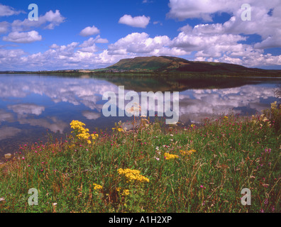 Summertime and wild flowers  by Loch Leven near Kinross Perthshire Scotland Stock Photo