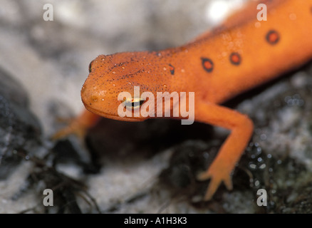 Red eft, juvenile form of the eastern newt Stock Photo