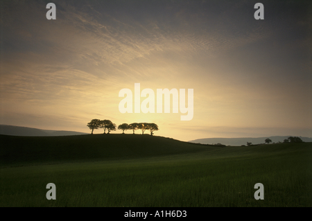 Dawn trees on Holnicote Estate Somerset Stock Photo