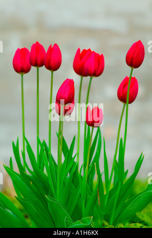 Red tulips blooming in Spring sunshine, South London Stock Photo - Alamy