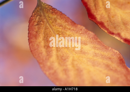 Euonymus Sachalinensis leaves in October Stock Photo