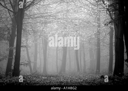 Mist on the ridgeway long distance path Stock Photo