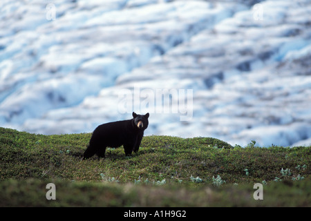 black bear Ursus americanus sow at Exit Glacier Kenai Fjords National Park southcentral Alaska Stock Photo