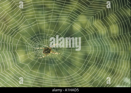 A garden or cross spider Araneus diadematus in the centre of dew covered web Stock Photo