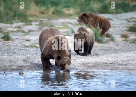 brown bear Ursus arctos grizzly bear Ursus horribils sow drinking from a river with cubs Katmai National Park Alaska Stock Photo