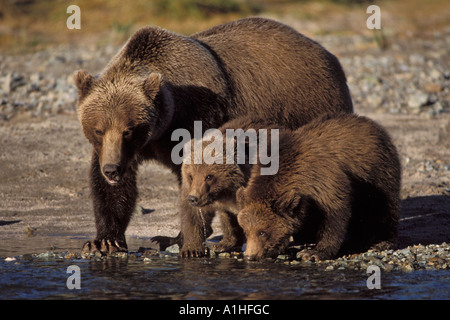 brown bear Ursus arctos grizzly bear Ursus horribils sow with cubs drinking from a river Katmai National Park Alaska Stock Photo
