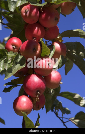 Red apples hanging on tree branch Stock Photo